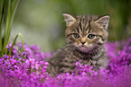 sitting British Shorthair Kitten