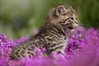 meowing British Shorthair kitten