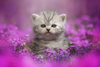 sitting British Shorthair Kitten