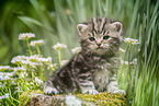 sitting British Shorthair Kitten