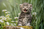 meowing British Shorthair kitten