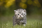 standing British Shorthair Kitten