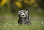 standing British Shorthair Kitten