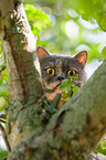 British Shorthair on tree