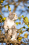 British Shorthair on tree