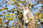 British Shorthair on tree
