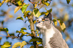 British Shorthair on tree