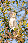 British Shorthair on tree