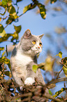 British Shorthair on tree