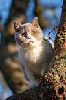 British Shorthair on tree