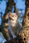 British Shorthair on tree