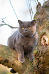 British Shorthair on tree