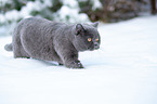 British Shorthair in the snow