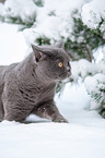 British Shorthair in the snow