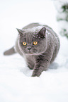 British Shorthair in the snow