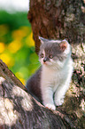 British shorthair kitten on the tree