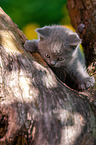 British shorthair kitten on the tree