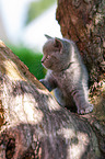 British shorthair kitten on the tree