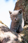 British shorthair kitten on the tree
