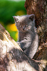 British shorthair kitten on the tree