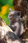 British shorthair kitten on the tree