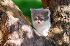 British shorthair kitten on the tree