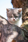 British shorthair kitten on the tree