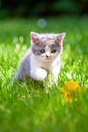 British shorthair kitten in the meadow