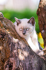 British shorthair kitten on the tree