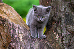 British shorthair kitten on the tree