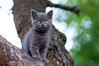 British shorthair kitten on the tree