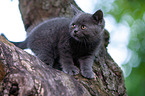 British shorthair kitten on the tree