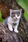 British shorthair kitten on the tree