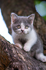 British shorthair kitten on the tree