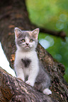 British shorthair kitten on the tree