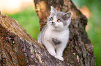 British shorthair kitten on the tree