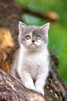 British shorthair kitten on the tree