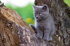 British shorthair kitten on the tree