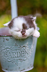 British shorthair kitten in flowerpot