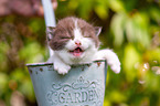 British shorthair kitten in flowerpot