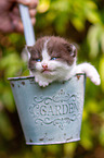 British shorthair kitten in flowerpot