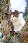 British shorthair kitten on the tree