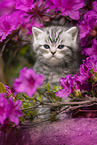 British shorthair kitten between flowers