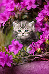 British shorthair kitten between flowers