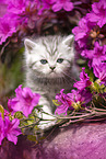 British shorthair kitten between flowers