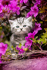 British shorthair kitten between flowers