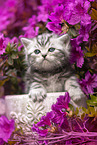 British shorthair kitten between flowers