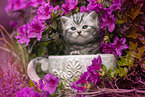 British shorthair kitten between flowers