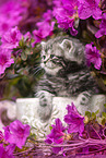 British shorthair kitten between flowers