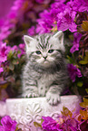 British shorthair kitten between flowers